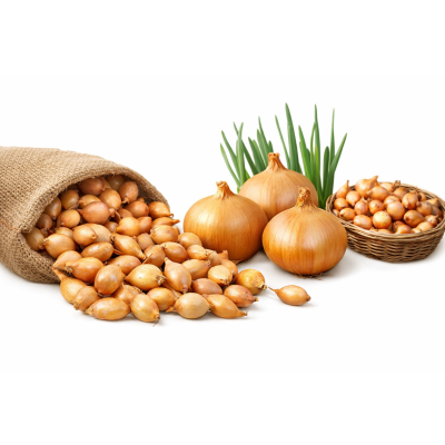 Cebula Dymka Sturon 0,5kg Kaliber 10-21 Duże Główki Wysoki Plon